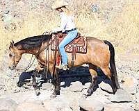 ranch-versatility-quarter-horse