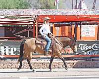 ranch-work-quarter-horse