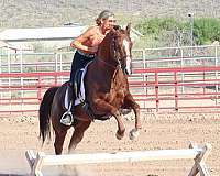 athletic-quarter-horse