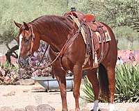 calf-roping-quarter-horse