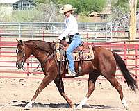 husband-safe-quarter-horse