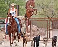 ranch-versatility-quarter-horse