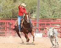 ranch-work-quarter-horse