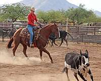 ridden-english-quarter-horse