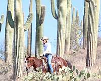 ridden-western-quarter-horse