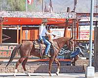 roping-quarter-horse