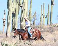 ranch-versatility-paint-pony