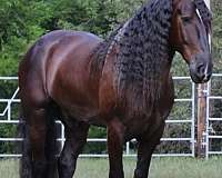 call-today-friesian-horse