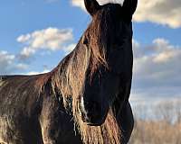 lease-to-own-friesian-horse