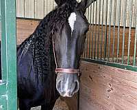 action-friesian-horse