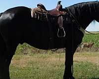 action-draft-horse