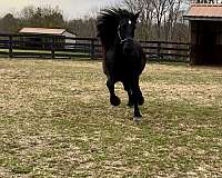 fresian-draft-horse