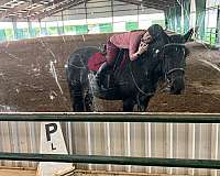 kentucky-draft-horse