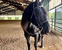 rare-find-draft-horse