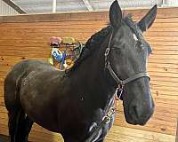 lease-to-own-draft-horse