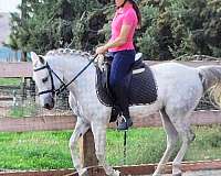 working-equitation-arabian-pony