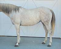 all-around-arabian-pony