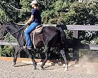 hunt-seat-equitation-quarter-horse