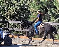 natural-horsemanship-training-quarter-horse