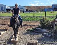 ranch-quarter-horse