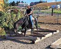 showmanship-quarter-horse