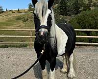 companion-gypsy-vanner-horse