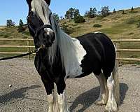 homozygous-tobiano-gypsy-vanner-horse