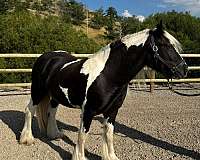 homozygous-tobiano-mare