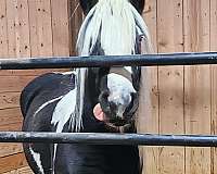 blue-eyed-gypsy-vanner-horse