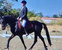 all-around-friesian-horse