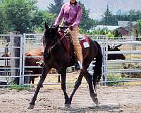 english-pleasure-friesian-horse