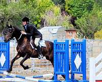 equitation-friesian-horse