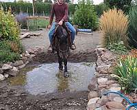 eventing-friesian-horse