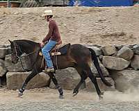 halter-friesian-horse