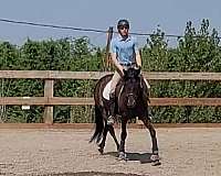 hunt-seat-equitation-friesian-horse