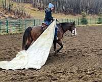 bay-roan-blue-eyed-pony