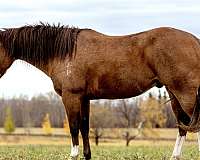 bay-roan-field-hunter-pony