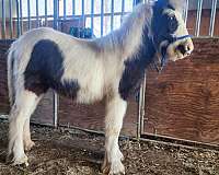 black-filly-gypsy-vanner-horse