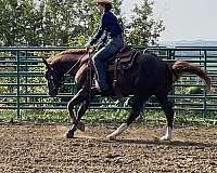 liver-chestnut-futurity-eligible-horse