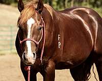 athletic-quarter-horse