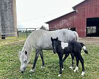 black-tobiano-mustang-colt