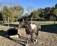 cross-trained-shire-horse