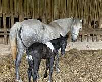 black-tobiano-cross-trained-horse