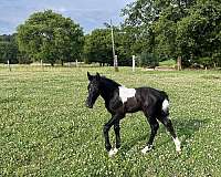 black-tobiano-shire-colt