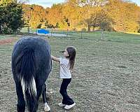 black-tobiano-shire-horse