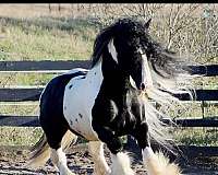 black-tobiano-shire-for-sale