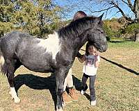 black-tobiano-mustang-for-sale