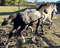 cross-trained-mustang-horse