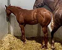 world-quality-quarter-horse