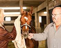 aqha-quarter-horse